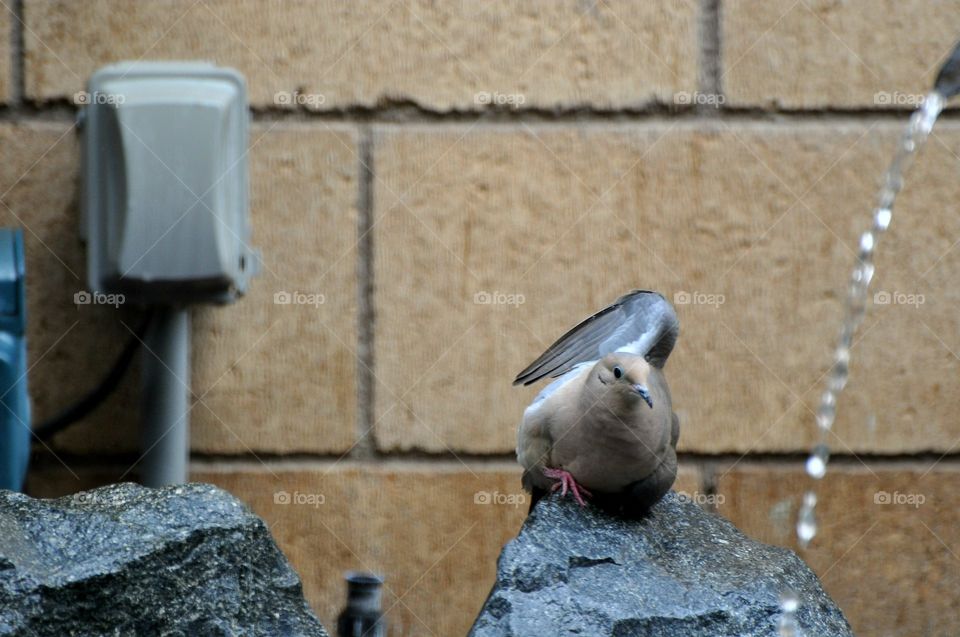 Stretching dove