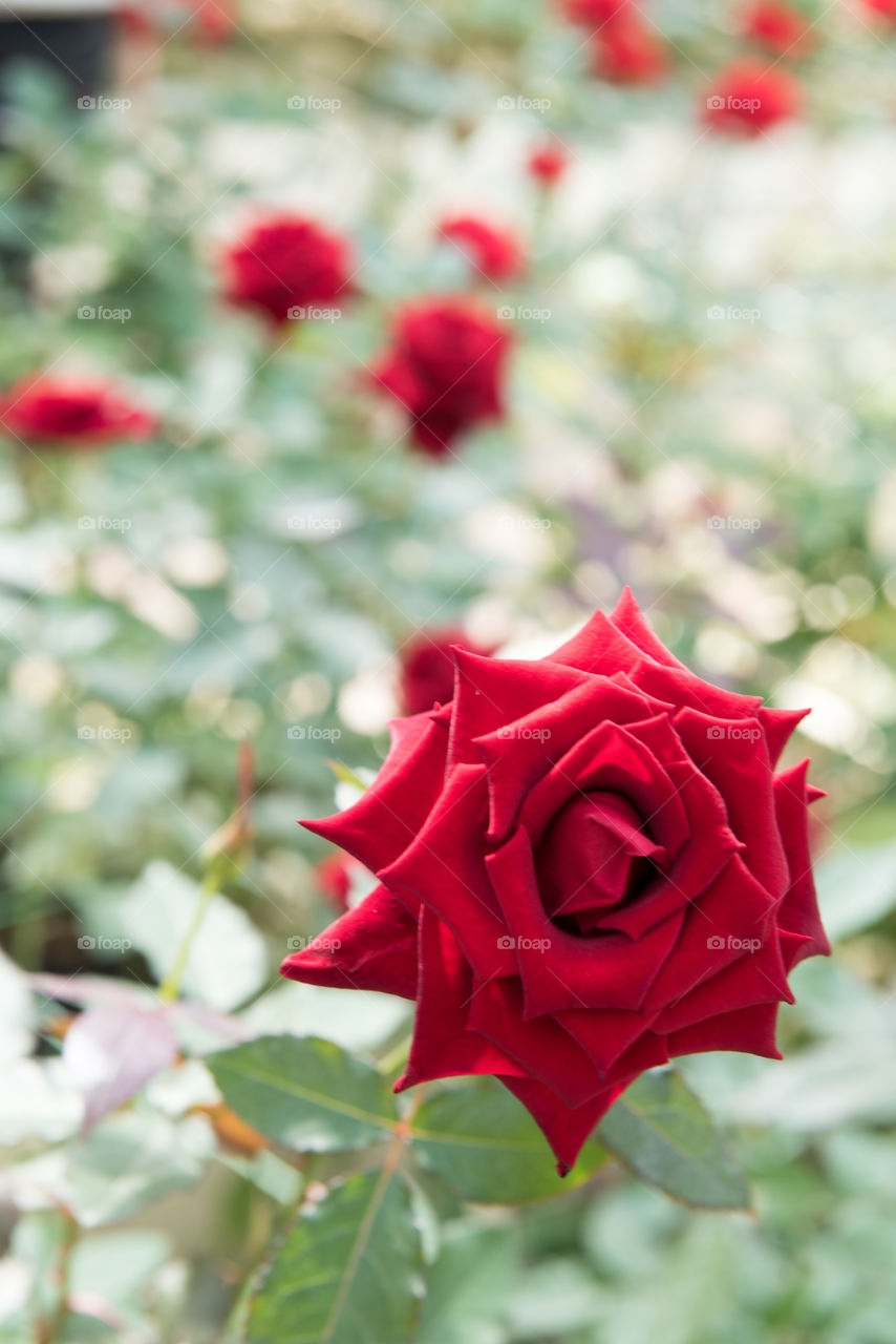 Close-up of a red rose