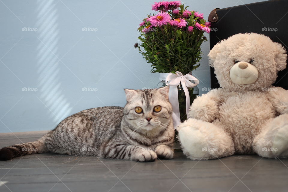 Cat and flower