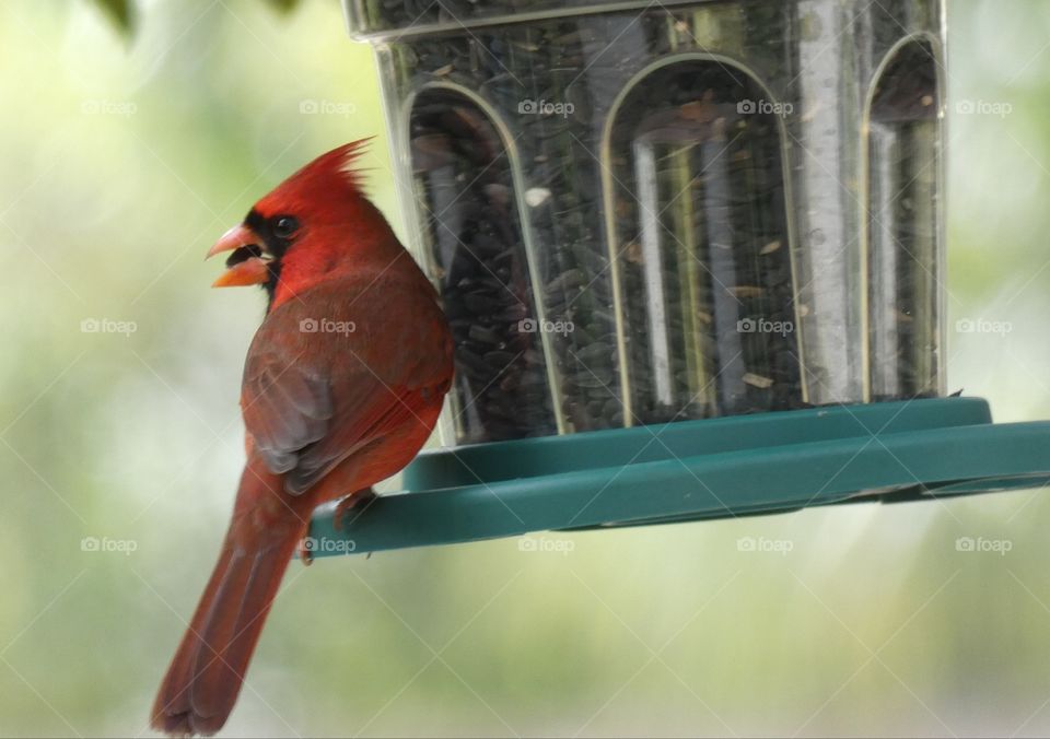 beautiful cardinal snacking on black sunflower seeds