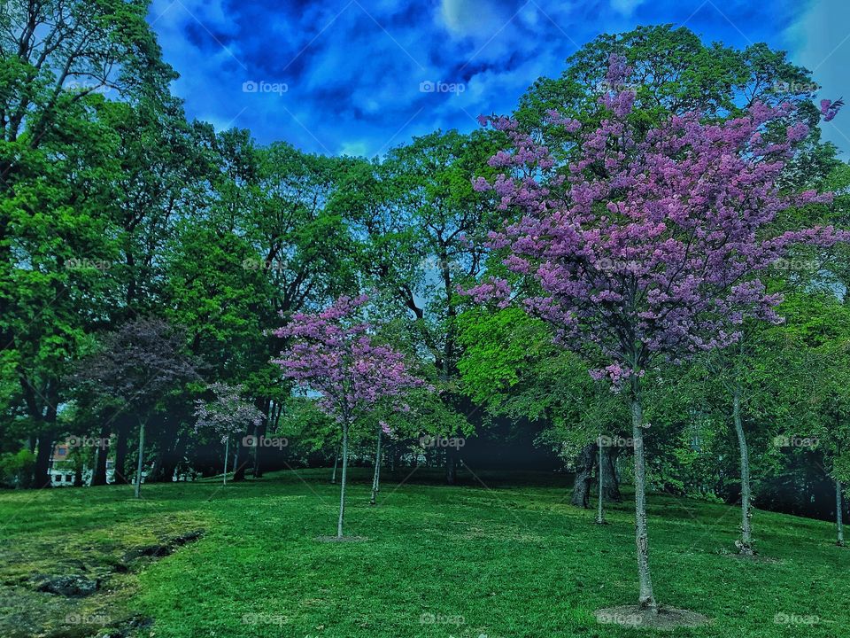 Royal palace garden 