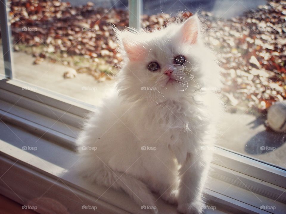 White Persian Cat Sitting in the Window