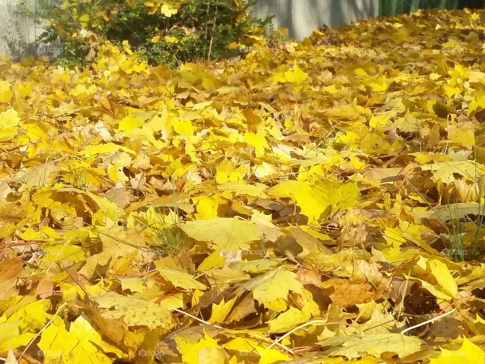 Fall leaves