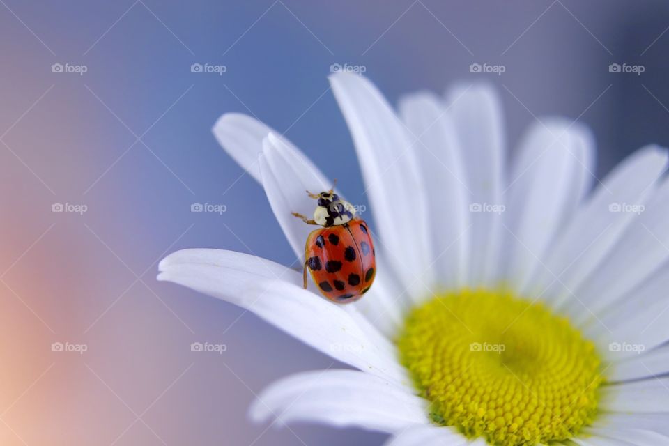 ladybug on chamomile flower