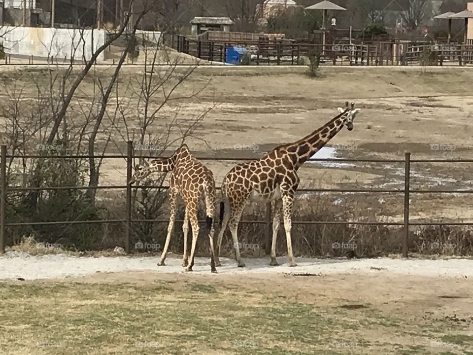 Giraffe’s at the zoo