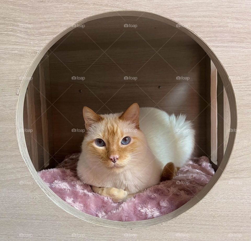 A pink bed and a cute cat