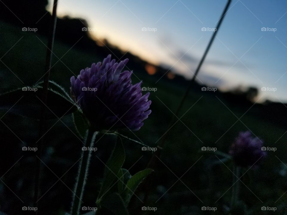 Flower, Nature, No Person, Flora, Summer