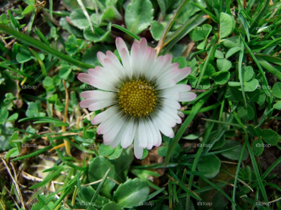 flower macro makro blume by stef79