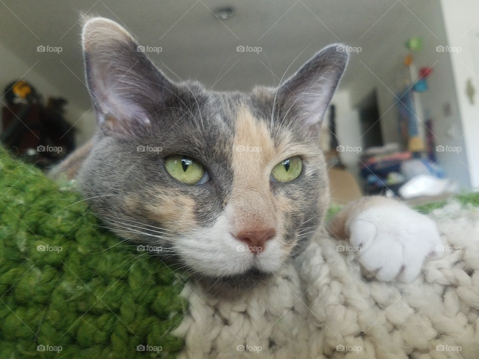 Green Eyed Kitty, Hepburn