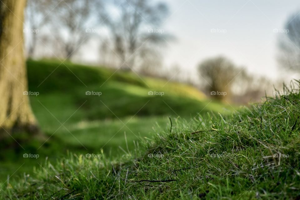 Green grass field