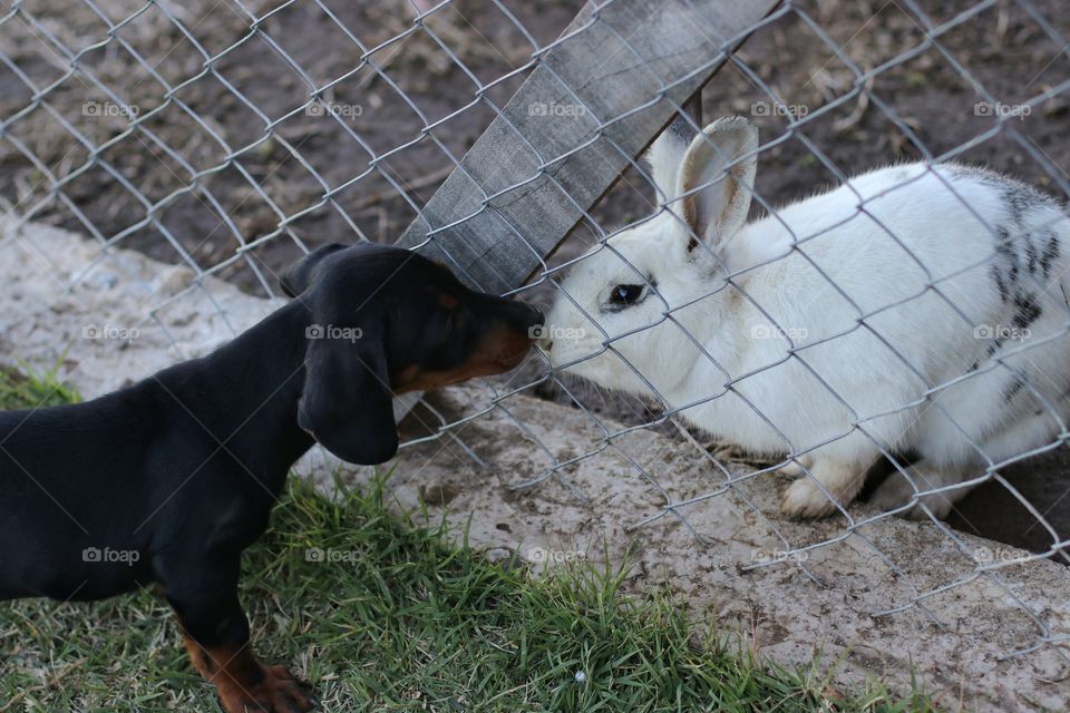 kiss between a puppy and a rabbit