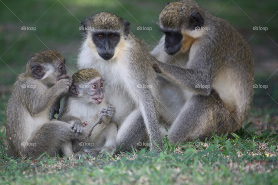 africa gambia monkey family by Jan
