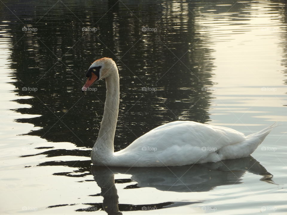 A Reflective Swim