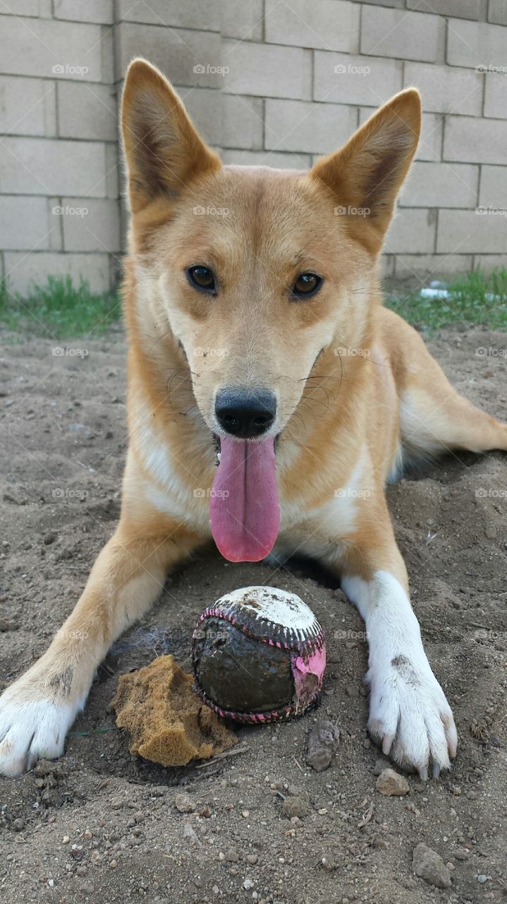 Bella Shiba Inu Sheltie