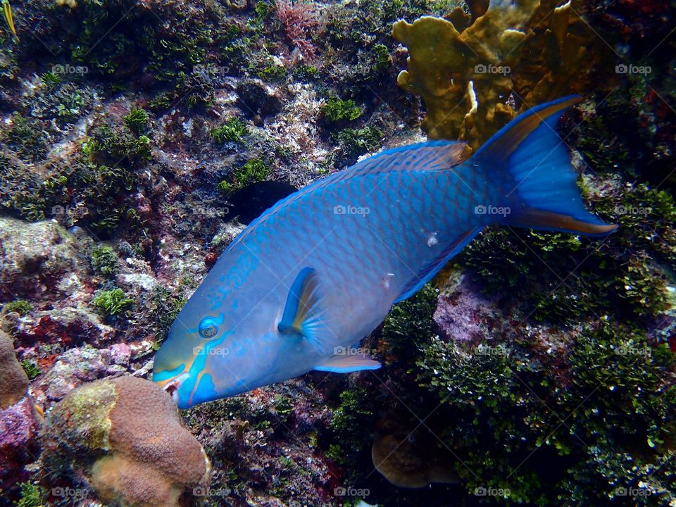 Ocean Fish Roatan Honduras