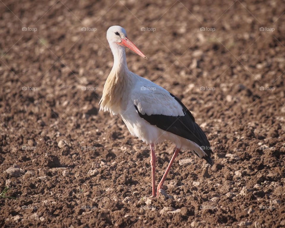 White stork on field