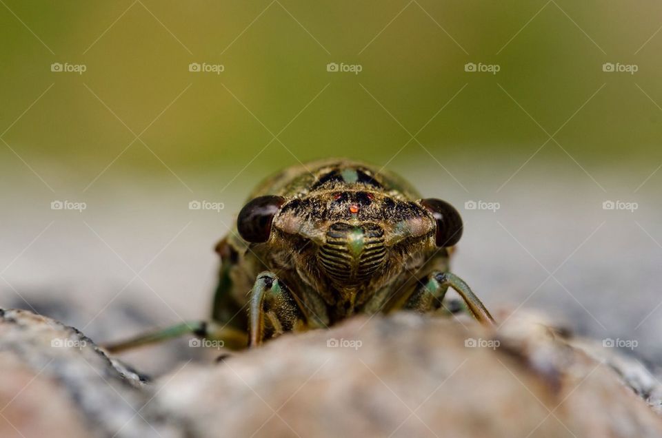 Cicada Face
