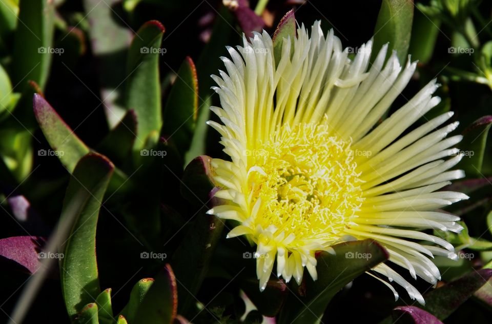A yellow ice plant blossom