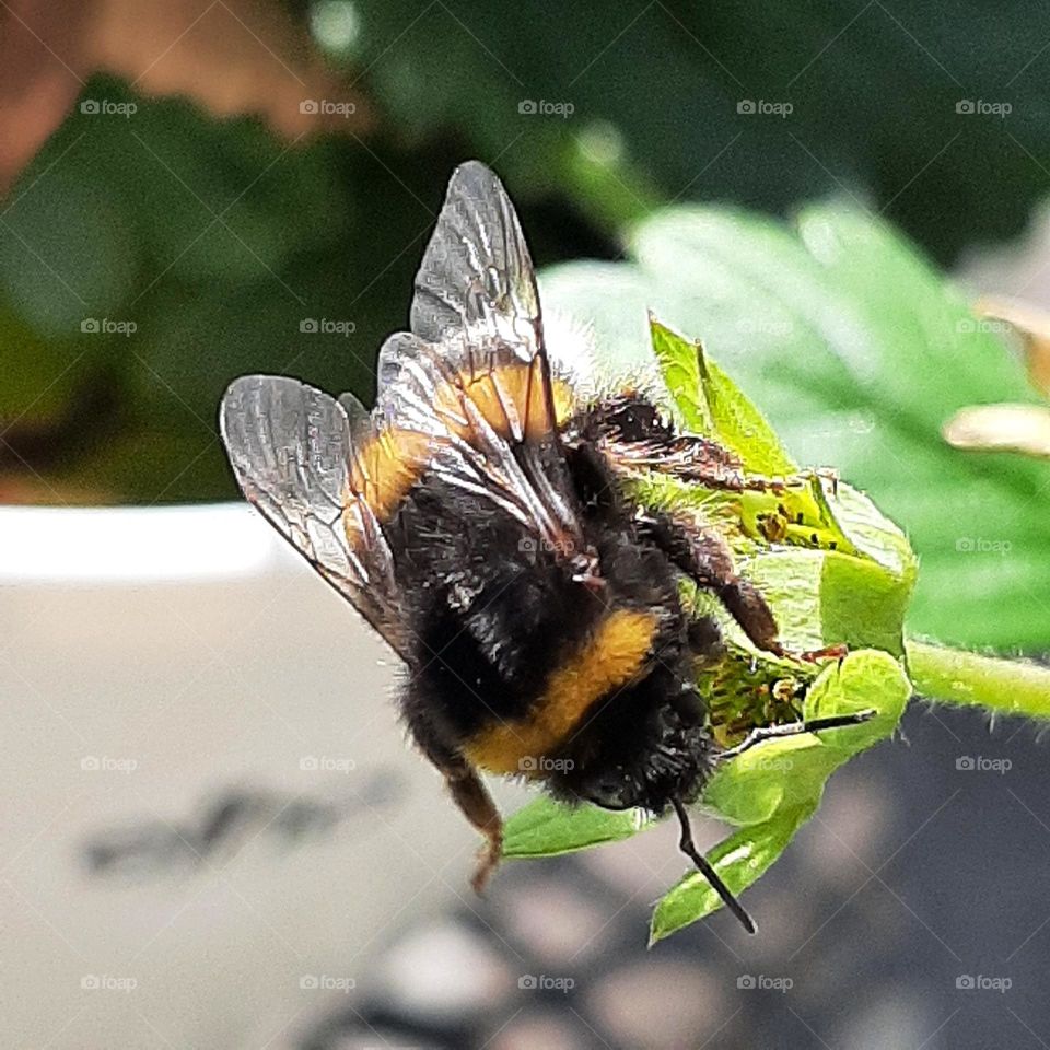 bee