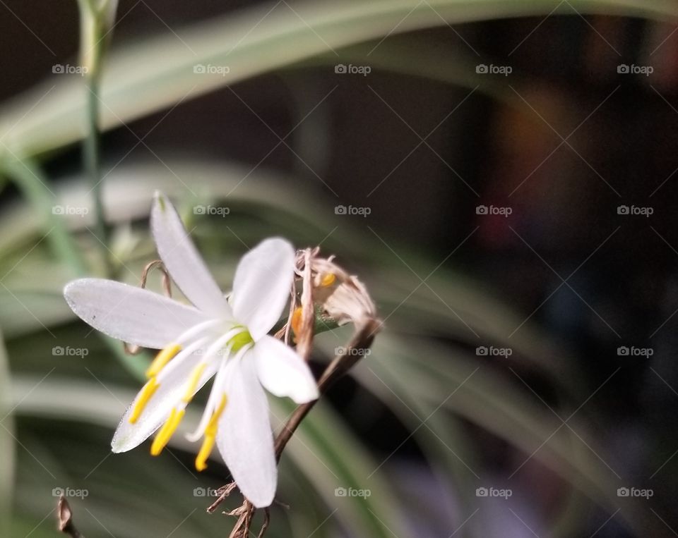 spider plant flower