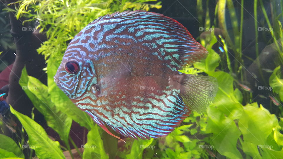 discus