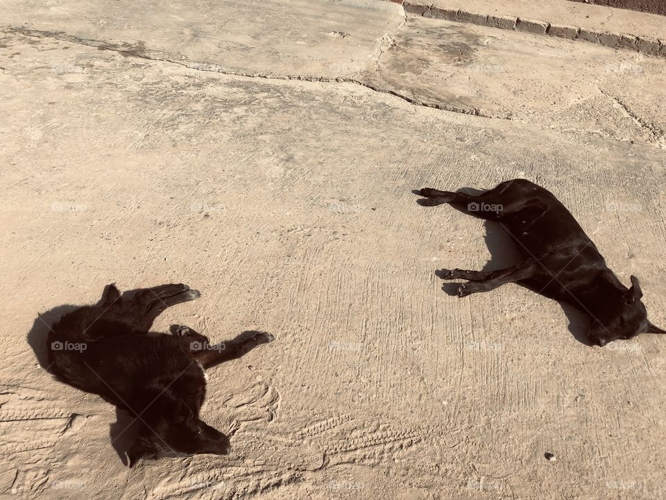 Dogs sun bathing 