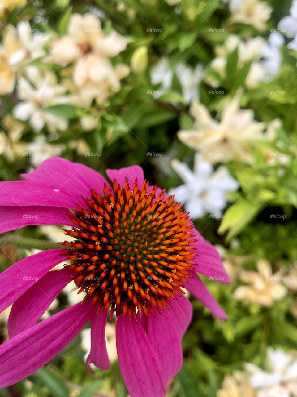 Coneflower 