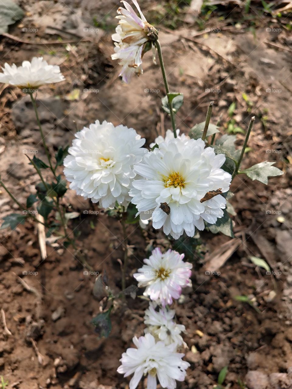 White flower symbolizes peace