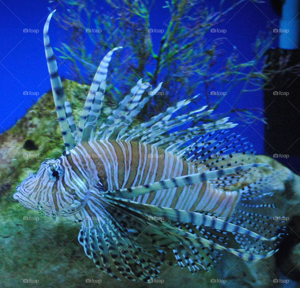 Lion fish