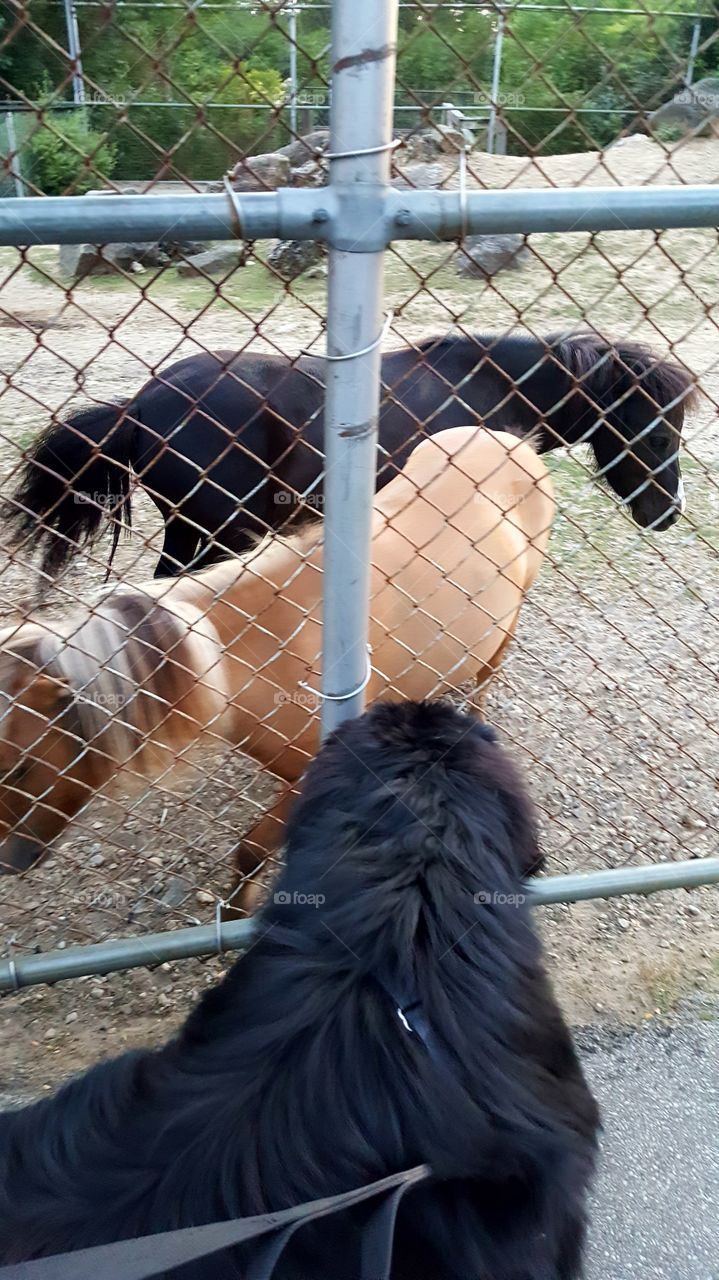 No Person, Fence, Mammal, One, Outdoors