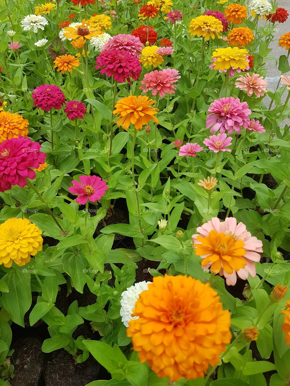multicolored zinnia