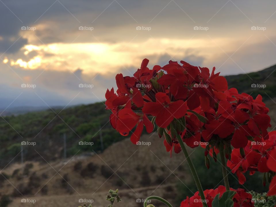 Flower and and sunset