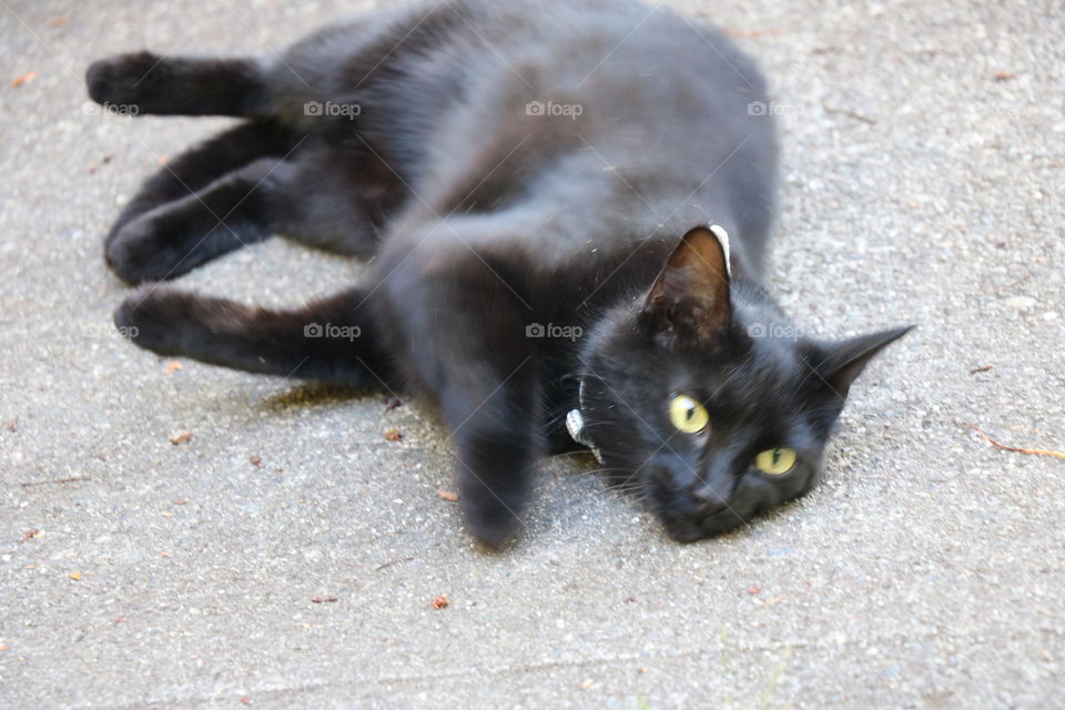 Cat on the street