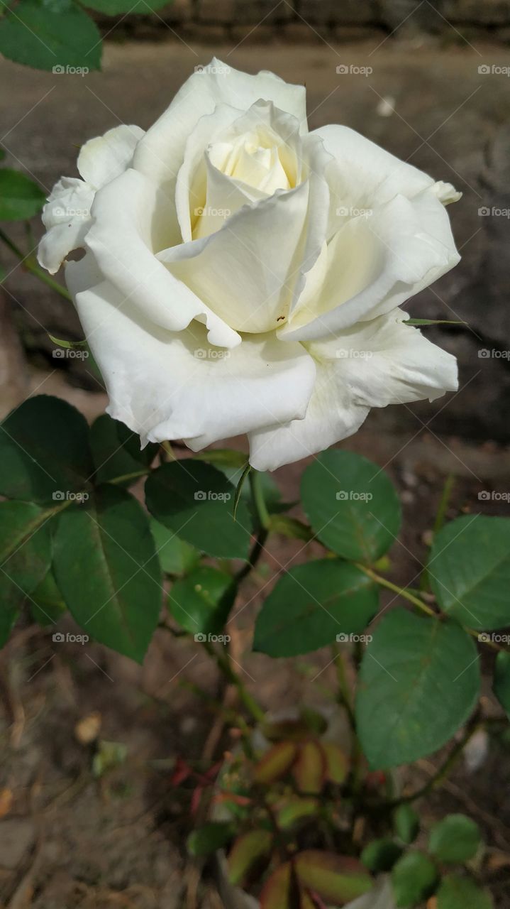 Rosa branca do meu jardim