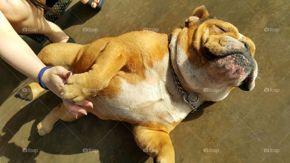 Bulldog enjoying basking himself in the sun and won't budge at all despite being coaxed..