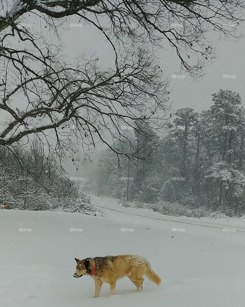 winter and the dog