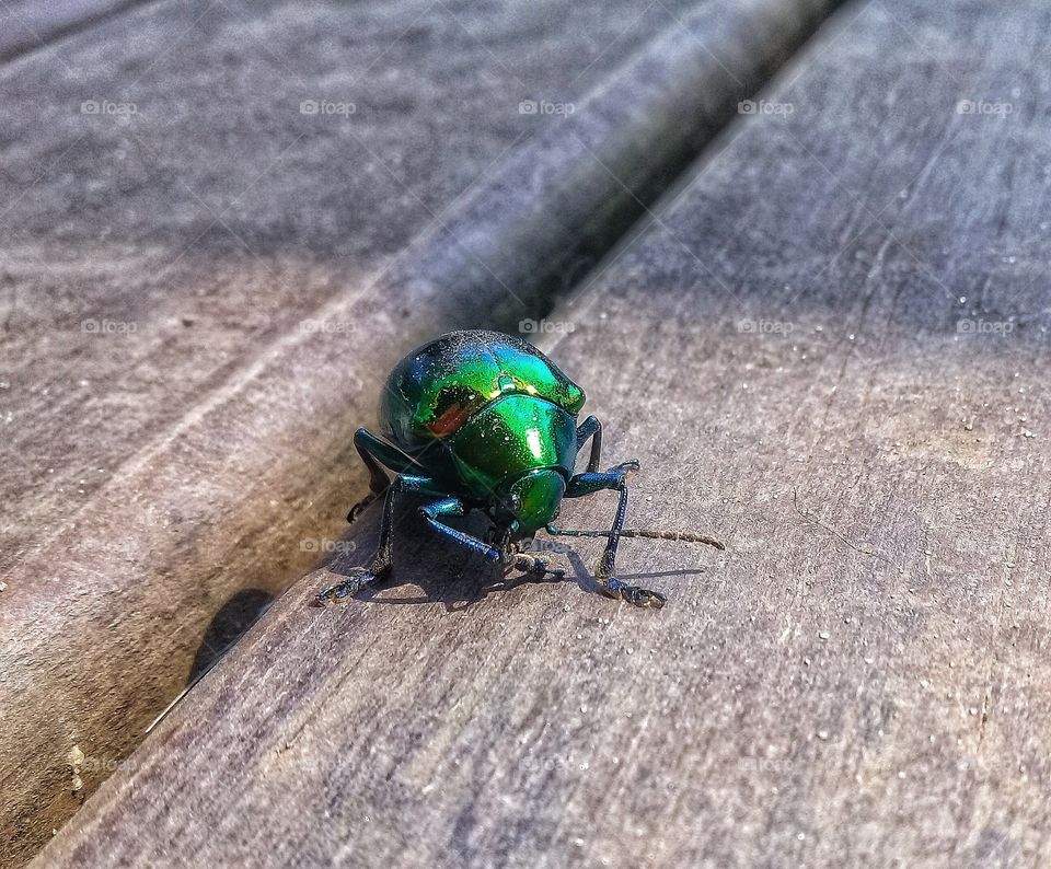 green BEETLE