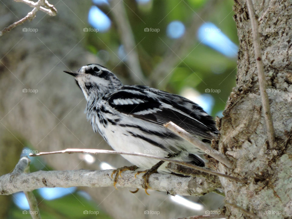 What's Up. Migratory Black and White Warbler during winter in Florida. Head tilted looking up while perched in tree