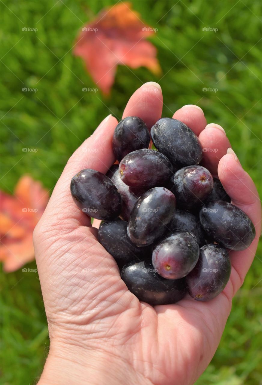 Healthy snack a handful of grapes
