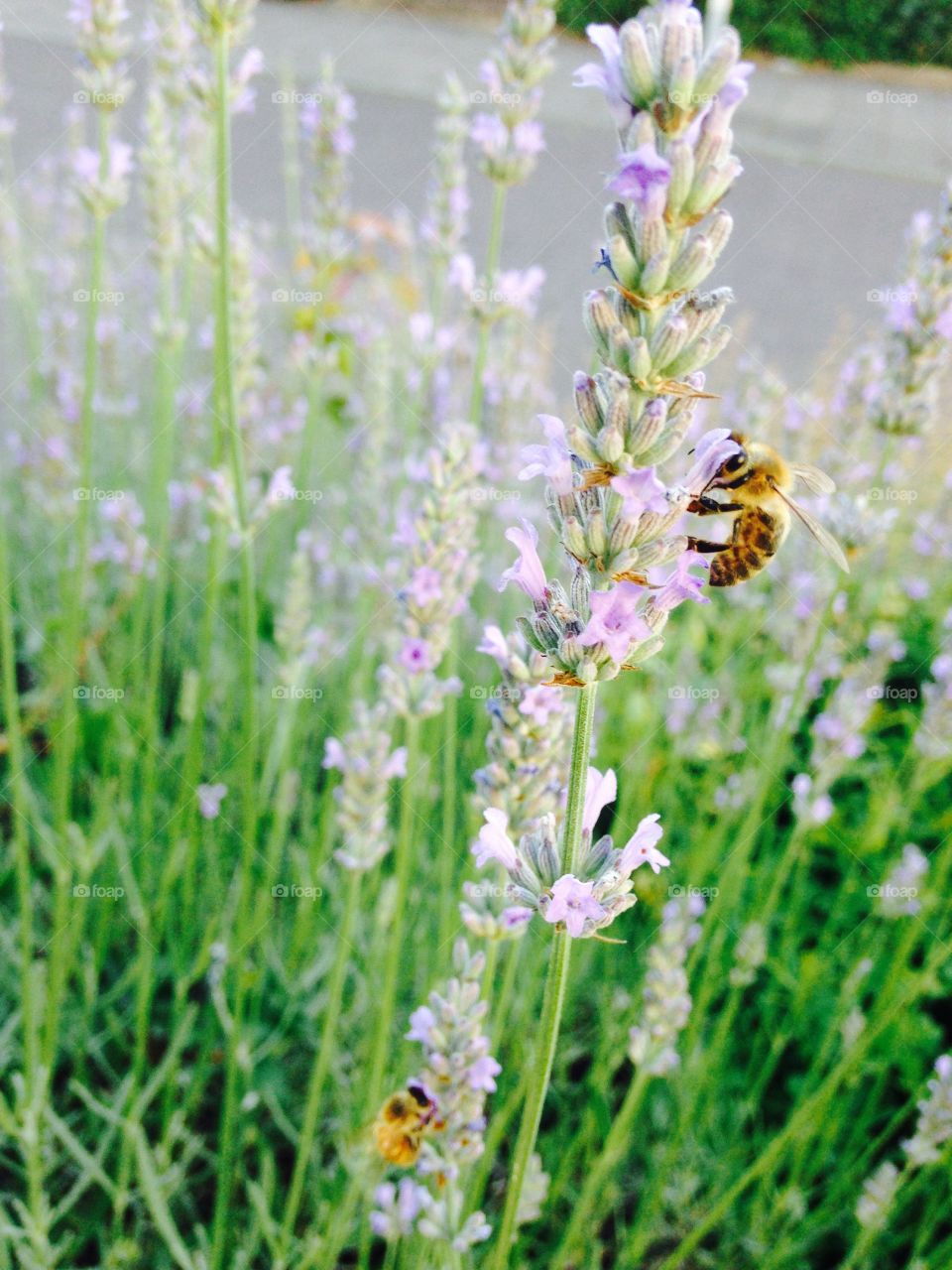 Lavender&bees 
