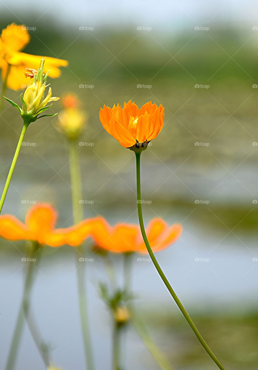 yellowcosmos. yellowcosmos