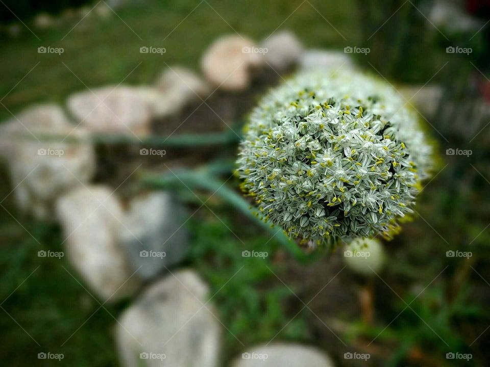 close up of a farm onion