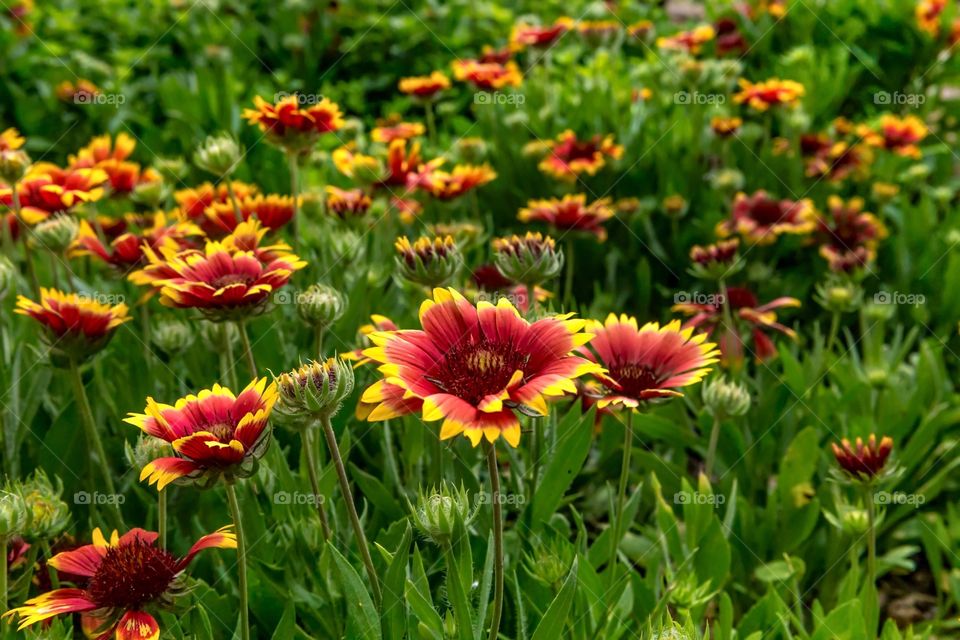 Blanket Flower
