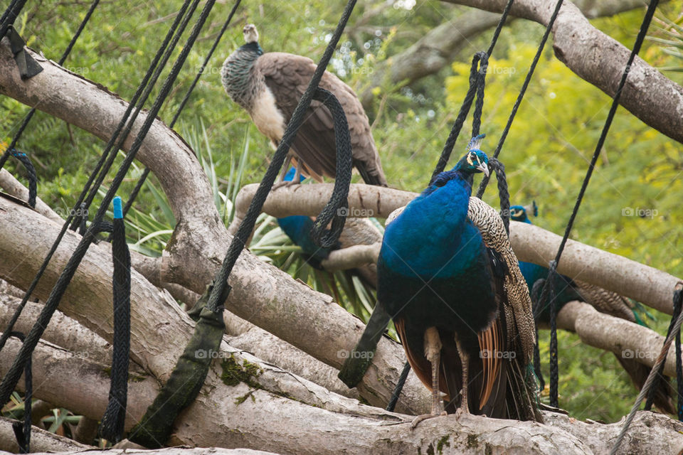 Peacocks in a tree