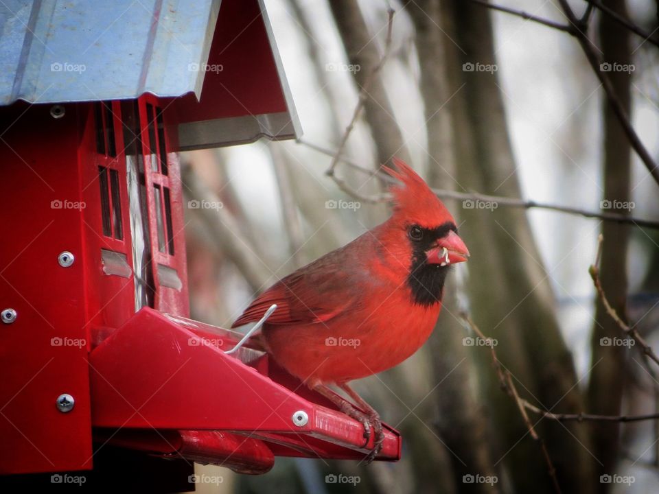 In my yard Cardinal