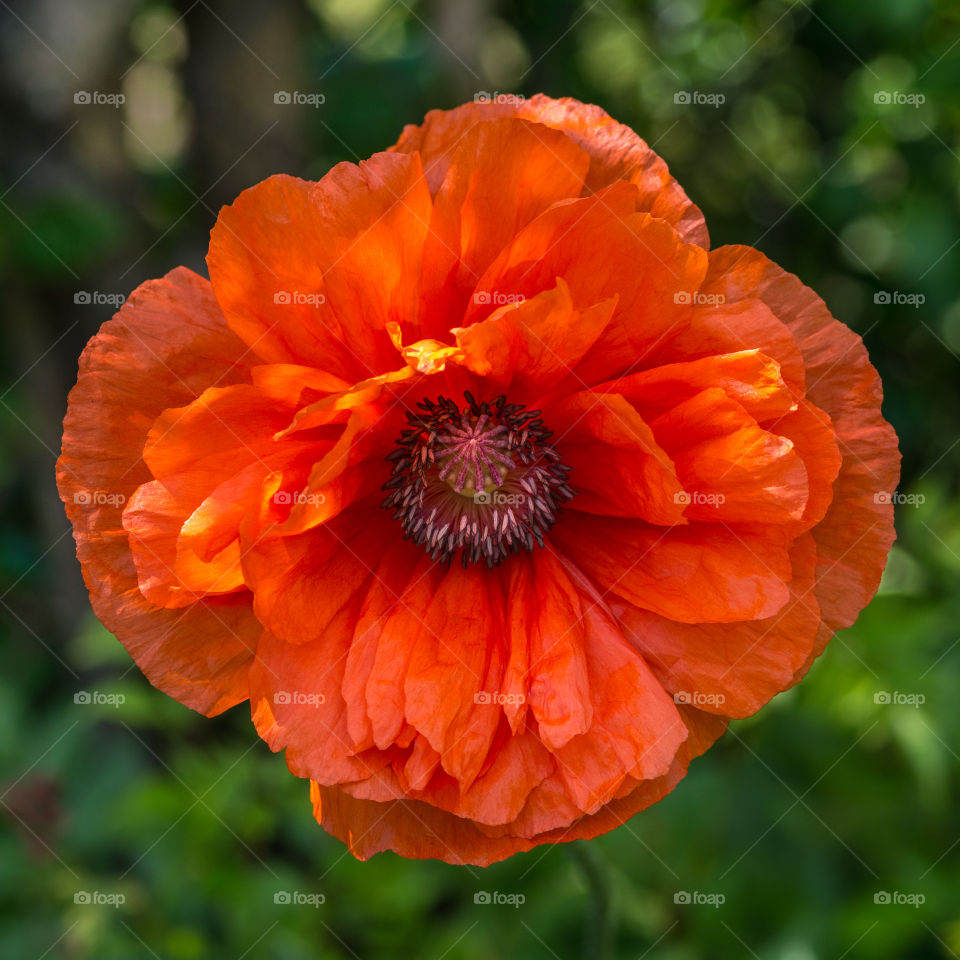 Red Flower