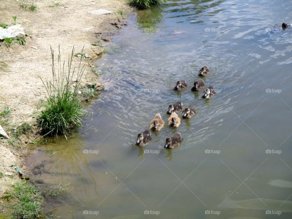 babies ducks