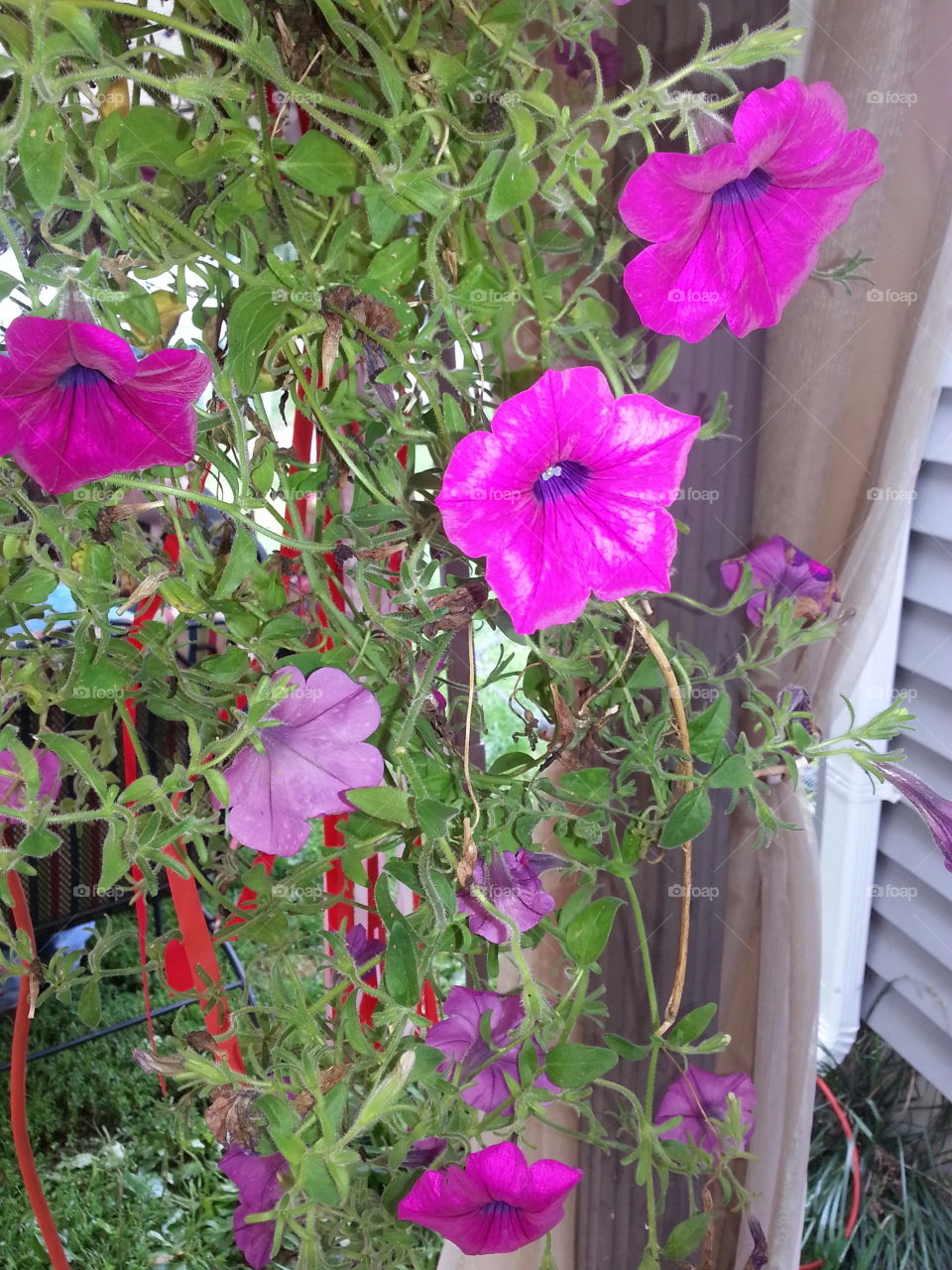 Hanging Plant