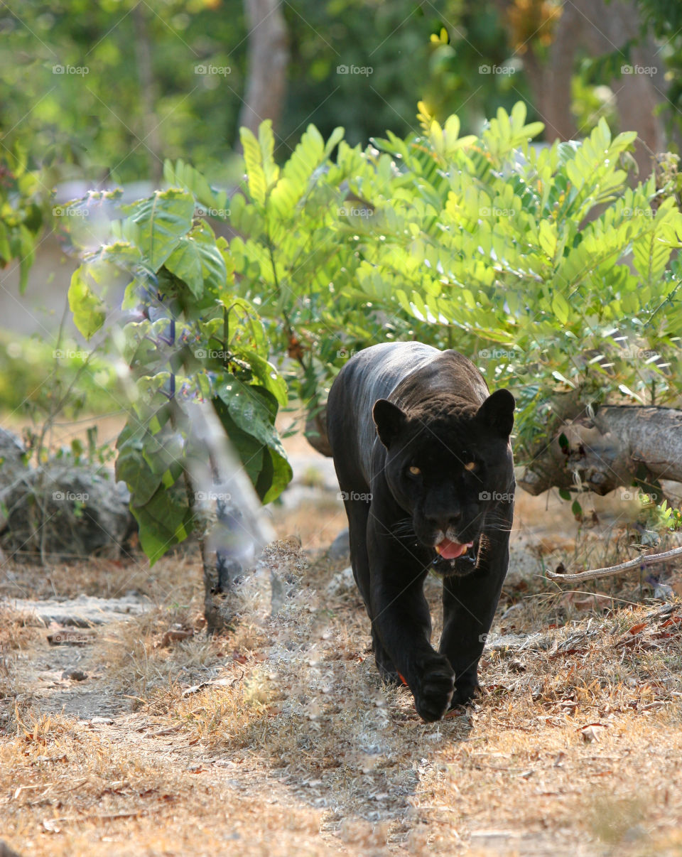 No Person, Mammal, Nature, Outdoors, Dog