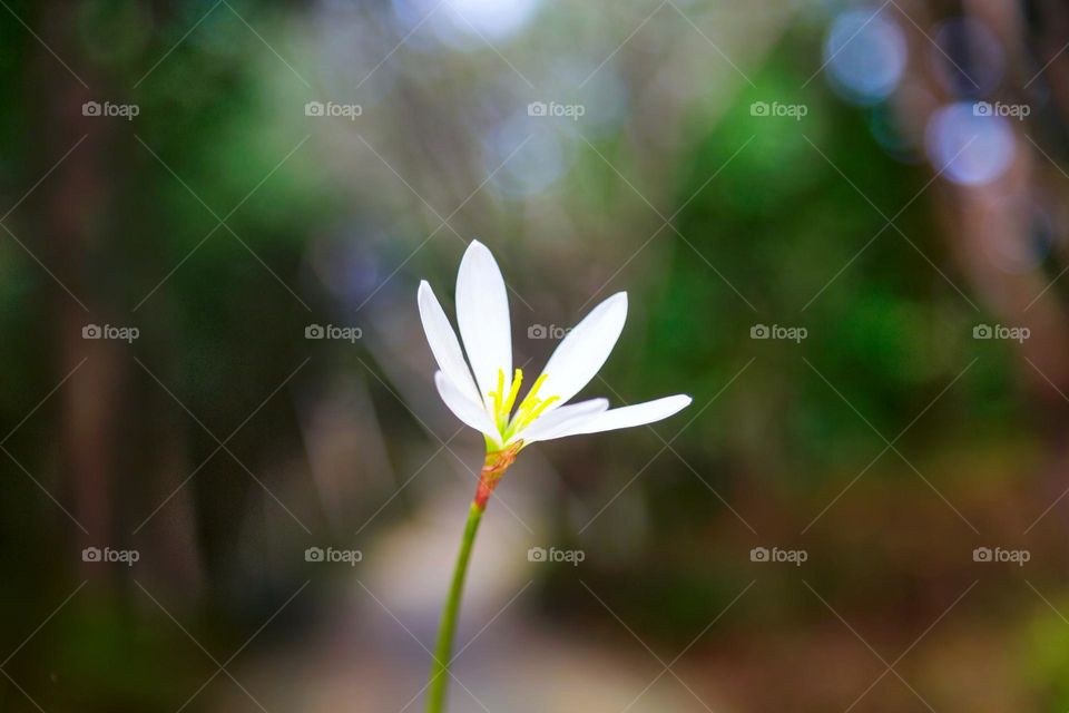 White flower